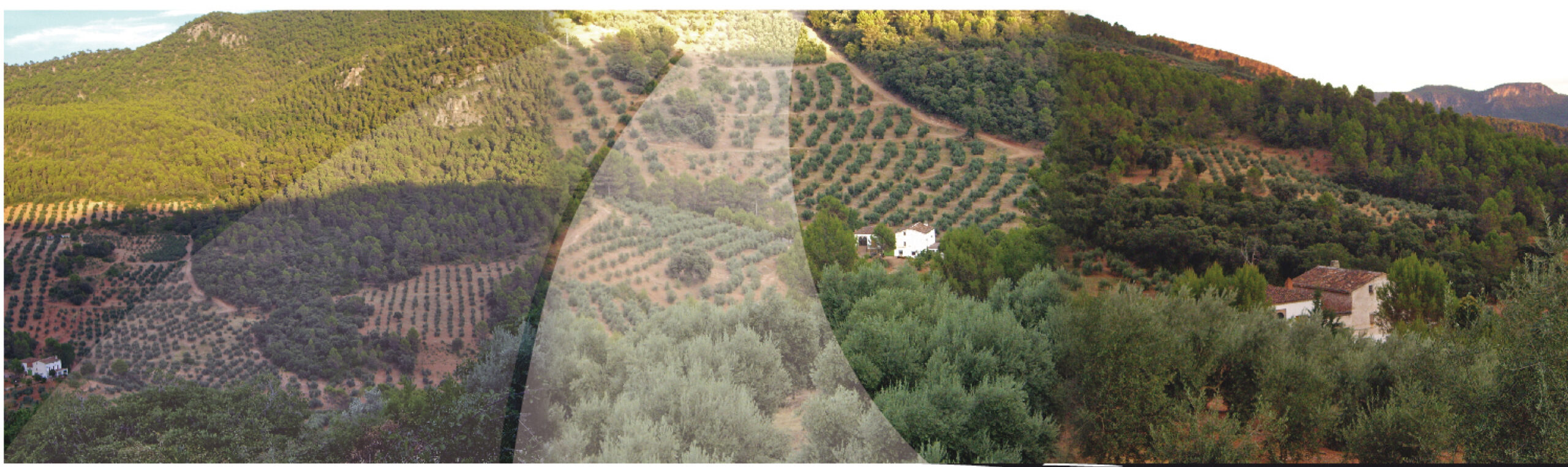 rutas del aceite en Jaén